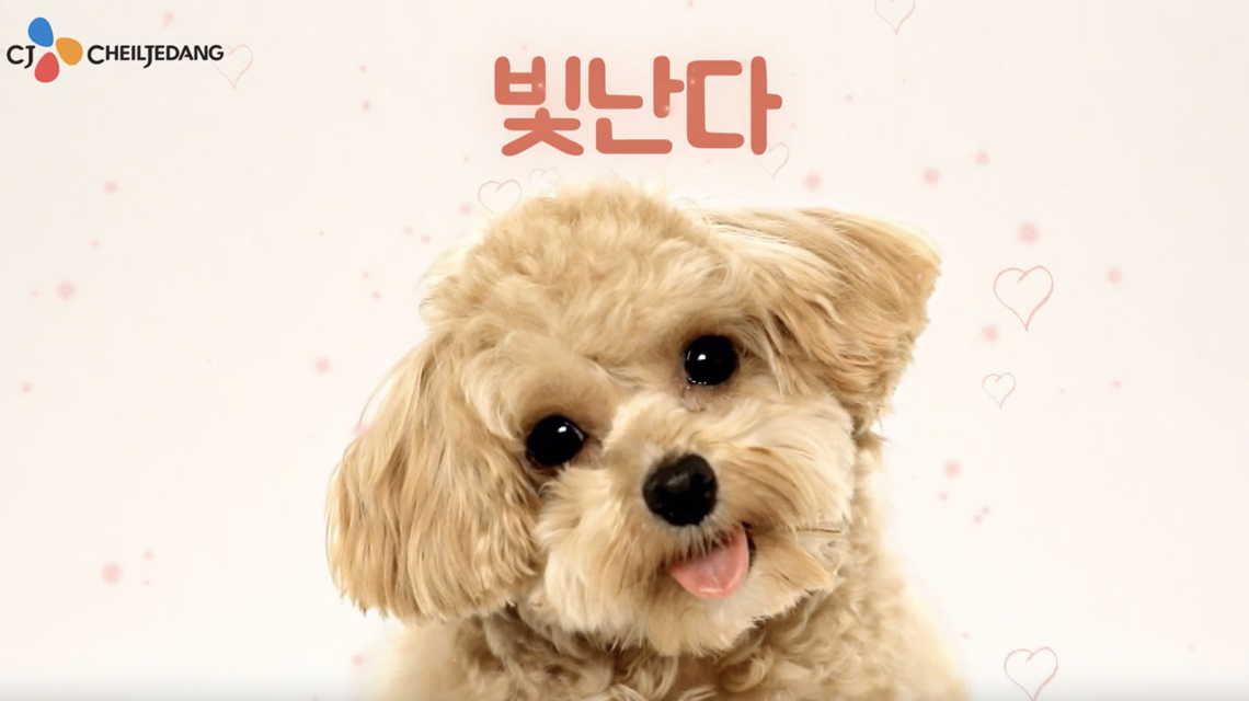 [오네이처] 처음 만나는 유산균 토핑 펫푸드, 오네이처 하루케어