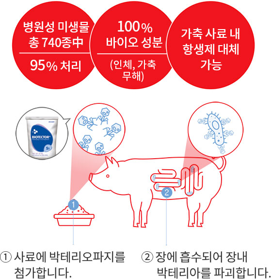 1. 병원성 미생물 총 740종中 95% 처리, 2. 100%  바이오 성분 (인체, 가축 무해) ,3. 가축 사료 내 항생제 대체 가능 [① 사료에 박테리오파지를 첨가합니다. ② 장에 흡수되어 장내 박테리아를 파괴합니다.]